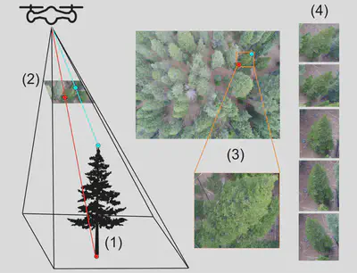 Workflow for programmatically isolating images of individual detected trees for AI-based species identification. (1) The tree is detected using the CHM, orthomosaic, and/or point cloud. (2) Points defining the boundary of the tree in 3D geospatial space are projected onto a raw drone image. (3) The raw image of the focal tree can be cropped and/or labeled. (4) The process is repeated for every drone image in which the focal tree appears. The resulting images are supplied to the computer vision image classification algorithm.